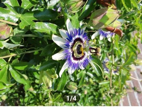Passiebloem Stek , klaar om verder te groeien ☀️, Tuin en Terras, Planten | Tuinplanten, Vaste plant, Klimplanten, Volle zon, Ophalen