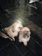 Lief baasje gezocht!, Dieren en Toebehoren, Honden | Chihuahua's en Gezelschapshonden, Overige rassen, CDV (hondenziekte), 1 tot 2 jaar