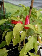 zaden Paprika Kaboutermutsje, Verzenden, Voorjaar, Volle zon, Zaad