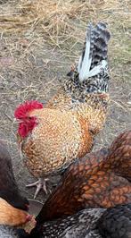 Deze lieve haan zoekt een eigen toompje, Amropington Haan, Mannelijk, Kip