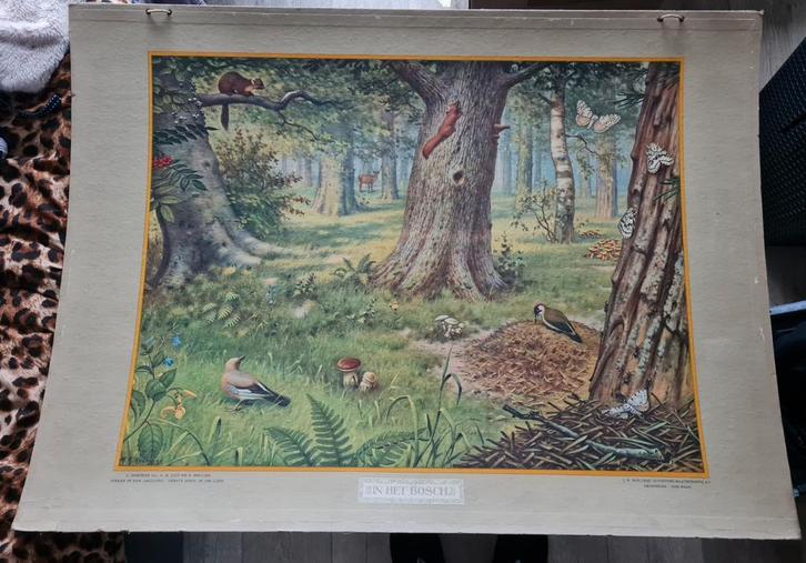 Dubbelzijdige vintage schoolplaat: in het Bosch, Antiek en Kunst, Antiek | Schoolplaten, Natuur en Biologie, Ophalen of Verzenden