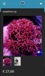 amphiroa sp (macro algen), Dieren en Toebehoren, Overige typen, Zoutwatervis