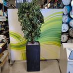 Grote kunstplant in verrijdbare pot | 200 cm hoog, Ophalen, Gebruikt, Binnen