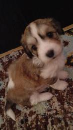 Maltipoo-Havanese pups, 8 tot 15 weken, Parvo, Meerdere, Meerdere dieren