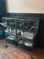 Mooie vogel kooi met 5 zebravinken, Dieren en Toebehoren, Vogels | Hokken en Kooien, Ophalen, Zo goed als nieuw, Hout, Vogelkooi