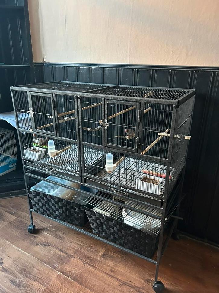 Mooie vogel kooi met 5 zebravinken, Dieren en Toebehoren, Vogels | Hokken en Kooien, Zo goed als nieuw, Vogelkooi, Hout, Ophalen