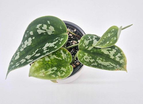 Scindapsus Pictus, Huis en Inrichting, Kamerplanten, Overige soorten, Minder dan 100 cm, Ophalen of Verzenden
