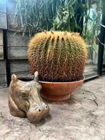 Echinocactus in pot 80 cm