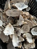 Schoongemaakte oester schelpen, Verzamelen, Mineralen en Fossielen, Schelp(en), Ophalen of Verzenden
