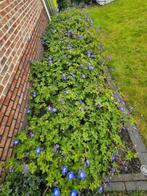 Geranium Rozanne/ Ooievaarsbek 18 stuks, Ophalen, Bodembedekkers, Volle zon, Vaste plant