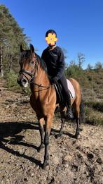 Knappe recreatie pony, Dieren en Toebehoren, B, 11 jaar of ouder, Recreatiepony, D pony (1.37m tot 1.48m)