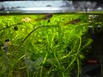 Leuke kleine guppies visjes, Dieren en Toebehoren, Vissen | Aquariumvissen, Vis