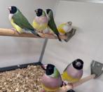 Gouldamadines geel,blauw en wildkleur, Dieren en Toebehoren, Vogels | Overige Vogels, Meerdere dieren