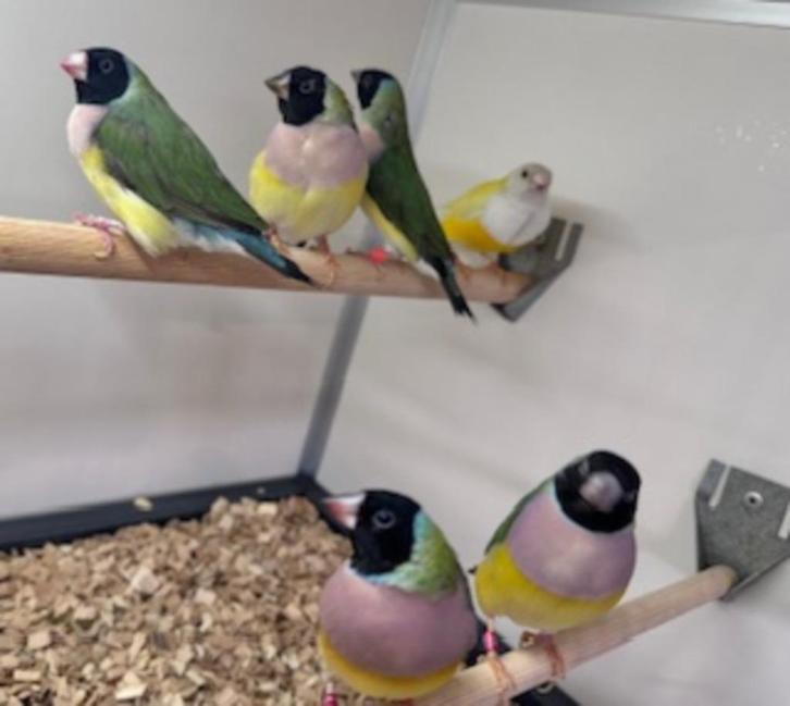 Gouldamadines geel,blauw en wildkleur, Dieren en Toebehoren, Vogels | Overige Vogels, Meerdere dieren