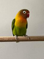 Mooie fischeri man, Dieren en Toebehoren, Vogels | Parkieten en Papegaaien, Mannelijk, Dwergpapegaai of Agapornis