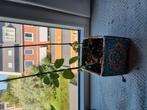 Tulsi, Ophalen of Verzenden, Volle zon, Overige soorten, Minder dan 100 cm