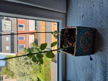Tulsi beschikbaar voor biedingen