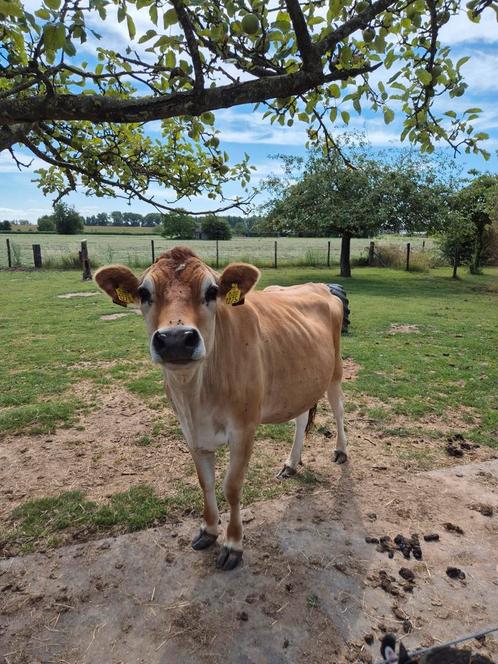 Lieve jersey knuffelkoe te koop 2 jaar, Dieren en Toebehoren, Runderen, Vrouwelijk