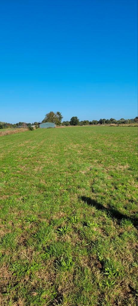Weidegang met schuilstal Oisterwijk/Heukelom, Dieren en Toebehoren, Stalling en Weidegang, Weidegang