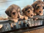 Prachtige merle, ruwharige teckelpups kaninchen x dwerg, Dieren en Toebehoren, Honden | Teckels en Dashonden, Kaninchen, Rabiës (hondsdolheid)