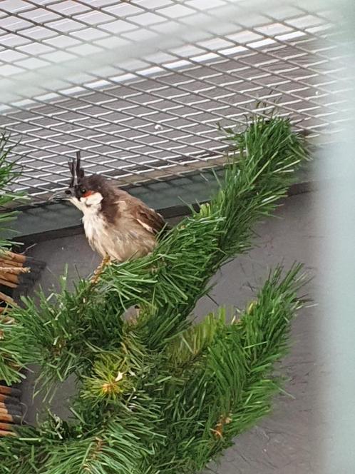roodoor buulbuul pop 2017, Dieren en Toebehoren, Vogels | Overige Vogels, Tropenvogel, Vrouwelijk, Geringd