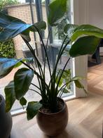 Strelizia kamer plant zonder pot, Ophalen, Overige soorten, Minder dan 100 cm