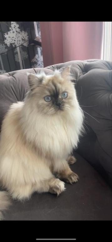 Poesje en Kater beschikbaar voor biedingen