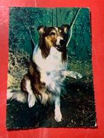 Lassie, Ophalen of Verzenden, 1960 tot 1980, Gelopen, Sterren en Beroemdheden