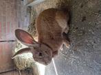 Duitse reus, Dieren en Toebehoren, Konijnen, Vrouwelijk, Groot