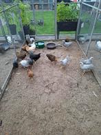 Wyandotte kriel in diverse kleuren, Dieren en Toebehoren, Pluimvee, Meerdere dieren, Kip