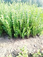 Liguster Bladhoudend, Tuin en Terras, Planten | Struiken en Hagen, Ophalen, Liguster, Haag, Minder dan 100 cm