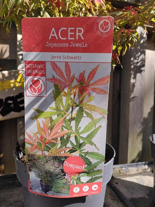 Acer palmatum 'Jerre Schwarts' 60-80 cm, Tuin en Terras, Planten | Bomen, Overige soorten, Halfschaduw, Ophalen of Verzenden