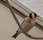 Major putter man te koop 2025, Dieren en Toebehoren, Mannelijk, Wildzangvogel, Geringd