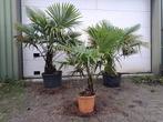 Trachycarpus Fortunei Palmboom, diverse maten, Tuin en Terras, Volle zon, Vaste plant, Zomer, Ophalen