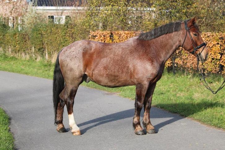 Stevige E pony met fijn karakter, Dieren en Toebehoren, Paarden, Ruin, Recreatiepaard