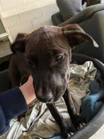 Laatste 2 Leuke Cane Corso x Stefford Pups, Dieren en Toebehoren, Honden | Niet-rashonden, België, Particulier, 15 weken tot 1 jaar
