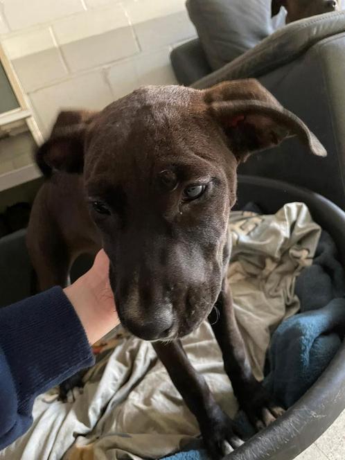 Laatste 2 Leuke Cane Corso x Stefford Pups, Dieren en Toebehoren, Honden | Niet-rashonden, Klein, Meerdere dieren, Particulier
