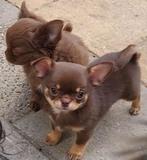 Prachtige chocolade en lilac and tan reutjes, Dieren en Toebehoren, Honden | Chihuahua's en Gezelschapshonden, CDV (hondenziekte)
