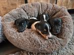Mooie lieve jack russel pups, Dieren en Toebehoren, Honden | Jack Russells en Terriërs, Jack Russell Terriër, 8 tot 15 weken, Meerdere