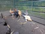Brahma kuikens - haantjes, Dieren en Toebehoren, Pluimvee, Mannelijk, Kip