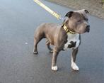 American Bully Dekreu, Dieren en Toebehoren, Ophalen of Verzenden