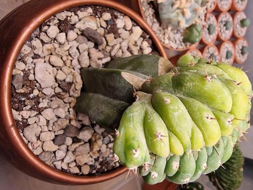 San pedro/lime cactus, Huis en Inrichting, Kamerplanten, Cactus, Minder dan 100 cm, Volle zon, Ophalen of Verzenden