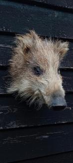 Opgezet zwijnenkopje NIEUW, Verzamelen, Dierenverzamelingen, Ophalen of Verzenden, Nieuw, Wild dier, Gewei of Kop