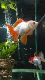 Te koop mooi koppel oranda's, Vis