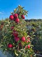 Rookhout smokerhout bbq appelhout droog 14 kg 10 euro, Ophalen, Zo goed als nieuw