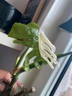 monstera variegata, Huis en Inrichting, Kamerplanten, Ophalen, Overige soorten, Minder dan 100 cm