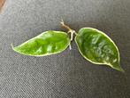 Hoya kenejiana albomarginata, Bloeiende kamerplant, Ophalen of Verzenden, Halfschaduw, Minder dan 100 cm