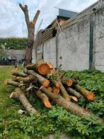 Gezocht: omgevallen boom of stammen in noord brabant, Tuin en Terras, Haardhout, Minder dan 3 m³, Ophalen