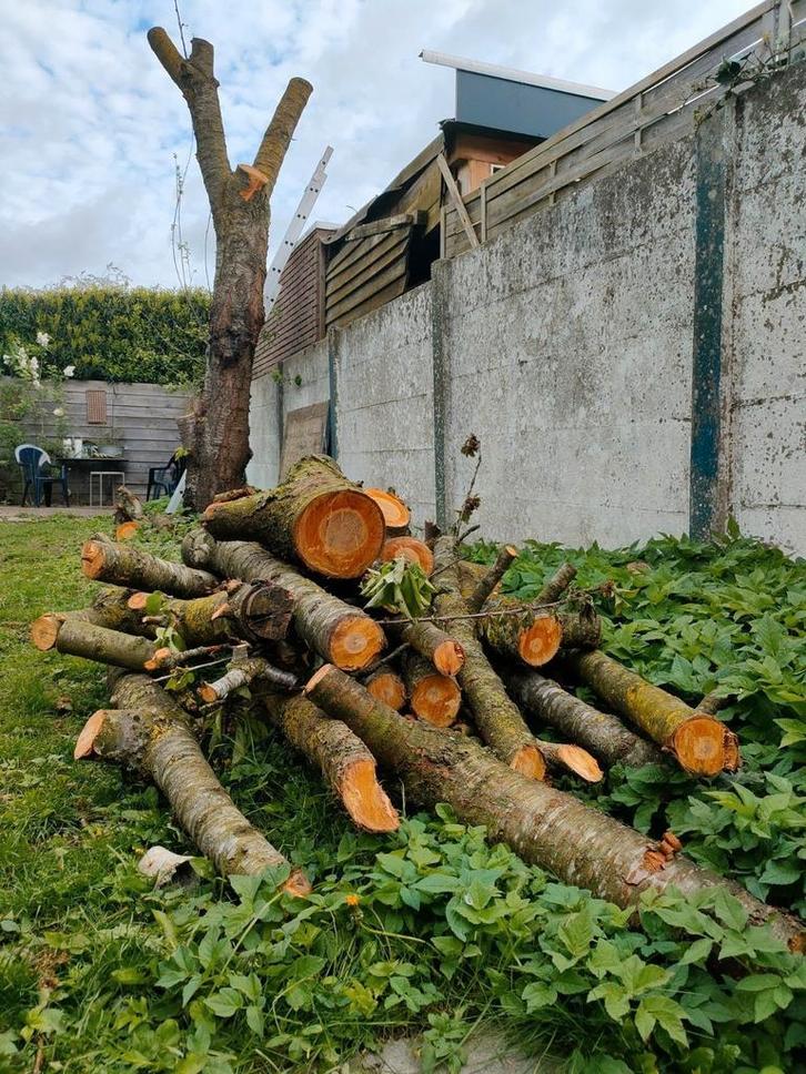 Gezocht: omgevallen boom of stammen in noord brabant, Tuin en Terras, Haardhout, Minder dan 3 m³, Ophalen