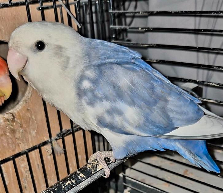 Kweek koppel agapornissen dwergpapagaaien roseicollis, Dieren en Toebehoren, Vogels | Parkieten en Papegaaien, Dwergpapegaai of Agapornis